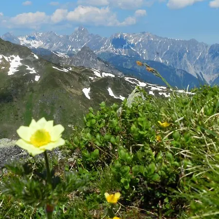 Alpasella * Sankt Gallenkirch