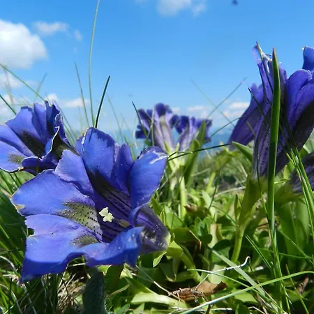 Alpasella Apartamento Sankt Gallenkirch